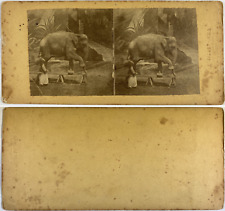 Elephant Walking on a Beam, Vintage Albumen Print, ca.1870, Stereo Print 