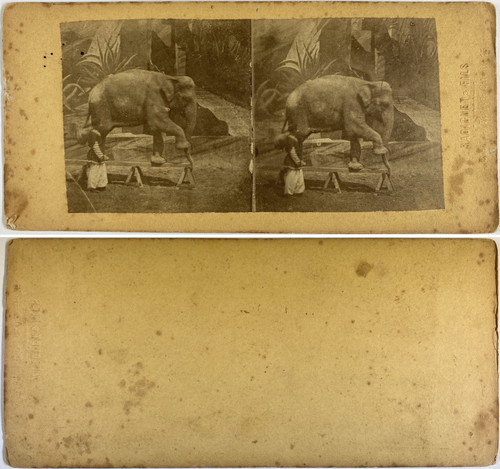 Elephant walking beam - elephant, on