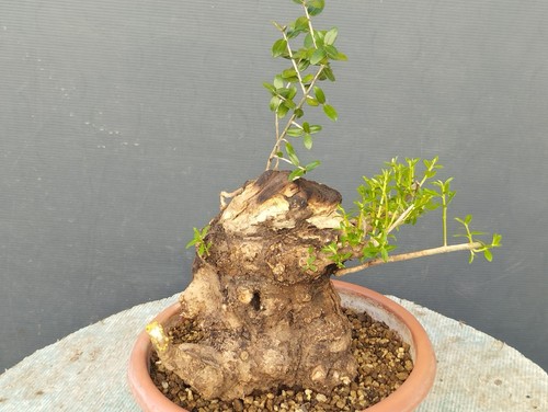 Bonsaï olivastre 20 cm - olivastre,