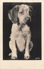 CP HUNTING DOG - 47461