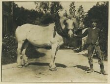 Agriculture. Cheval de trait