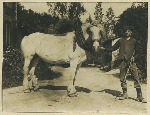 Agriculture cheval trait - cheval,
