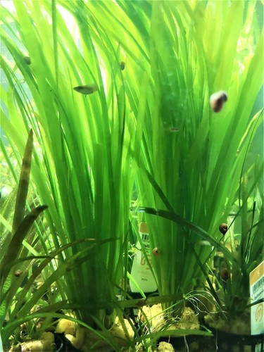 Vallisneria spiralis plante - spiralis,