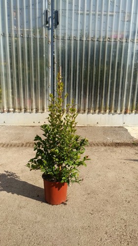 Plante eugenia myrtifolia new - plante,