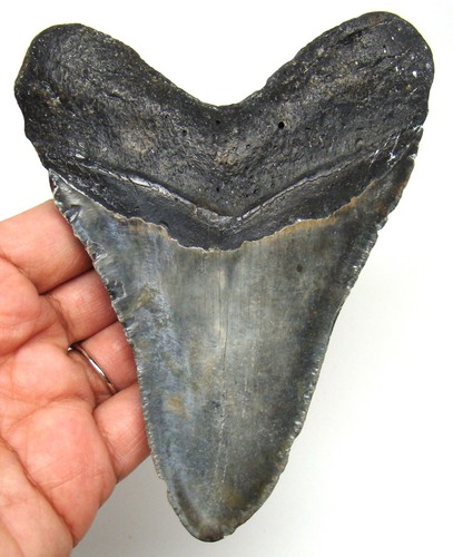 Megalodon shark tooth - tooth, real