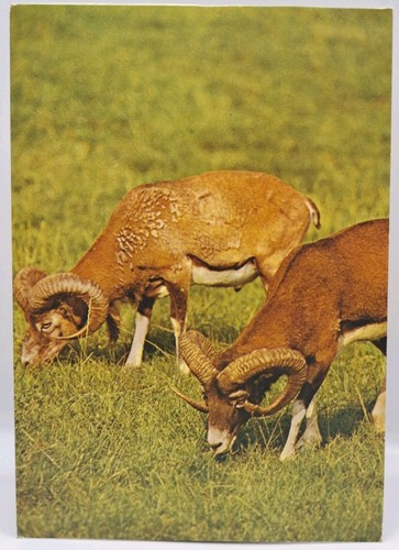 Vintage postcard mouflon ram - postcard,