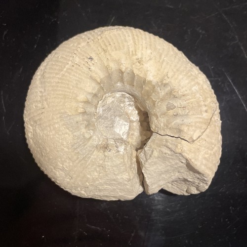 Fossile nautile - fossile,