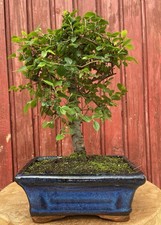 BONSAÏ ORME DE CHINE ZELKOVA