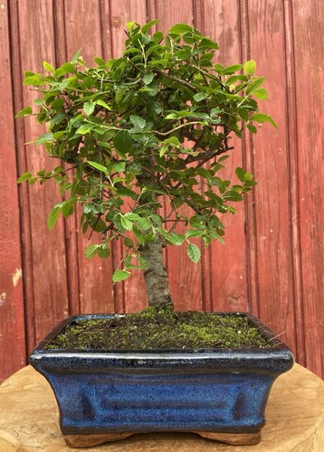 Bonsaï orme chine zelkova - orme,