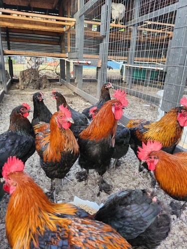 French black copper - copper, marans