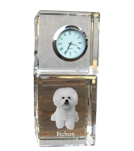 Bichon frise gelockter - bichon, frise,gelockter