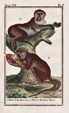 Husarenaffe Singe Patas