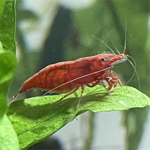 Crevettes red cherry