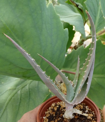 Aloe globuligemma adenium - aloe,