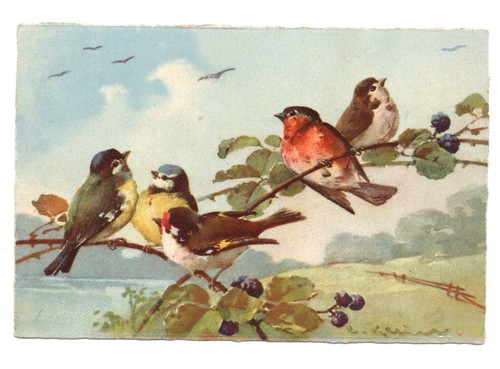 Oiseaux chardonneret - oiseaux,