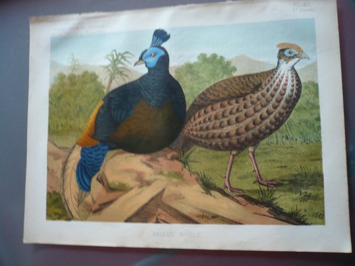 Gravure 1883 faisan noble - gravure,