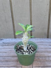 Pachypodium lealii ssp