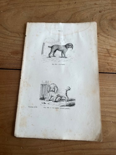 Gravure ancienne chien - gravure,