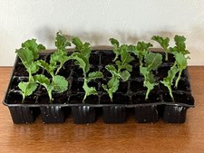 12 boutures de chou daubenton