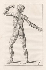 Muscles Squelette Humain - Eustachius Anatomie Médecine Gravure Sur Cuivre 1800.