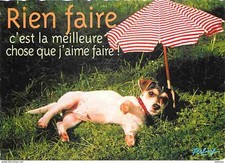 Animals - Dogs - Jack Russell - Humor Card - New Card - CPM - See S
