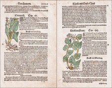 Raifort Ail Herbes Botanique Lonitzer 1564