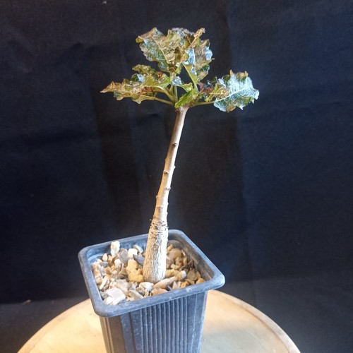 Boswellia nana caudex - boswellia,