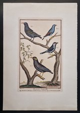 Estampe colorée planche d'Histoire Naturelle cassique mainate Bernard & Martinet
