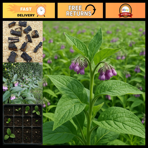 Comfrey root cuttings 12 - comfrey,