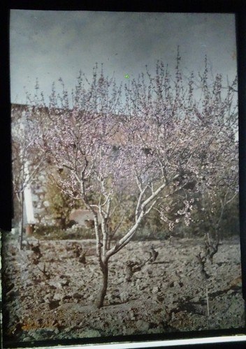Autochrome portrait d arbre - autochrome, d'arbre