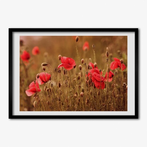 Tulup photo 100x70cm - tulup, le