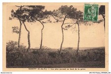 APJP13-1002-22 - KERITY - les pins parasol au bord de la greve