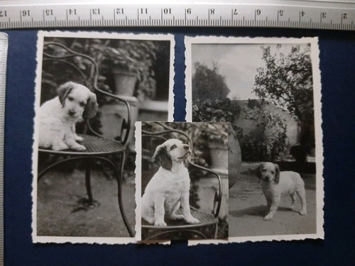 Chiot 1936 photo ancienne - x3,