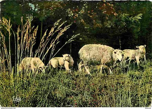 Carte postale animaux - carte,