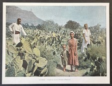 Algérie Champs de figuiers de