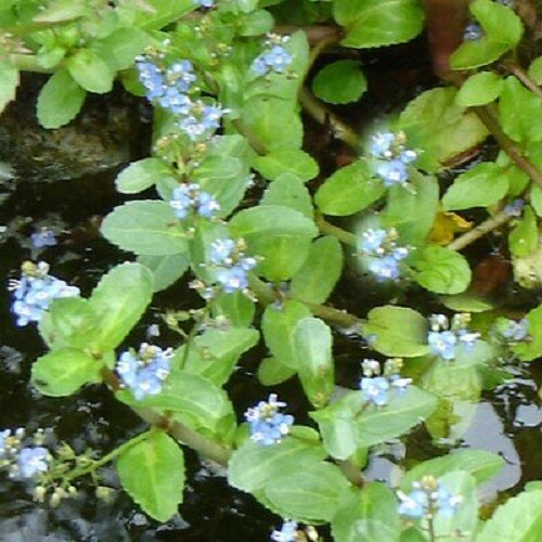 Veronica beccabunga plante - ,