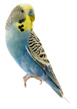 5 x autocollants de voiture