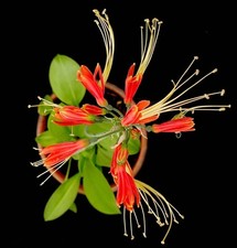 Eucrosia bicolor, amaryllis