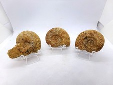 Lot de 3 ammonites