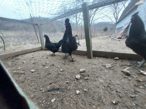 Purebred black ayam cemani - purebred,