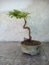 bonsai treeTamarindus indica size medium. styie extreme.whith phytosanitary
