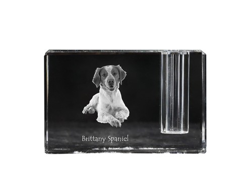 Epagneul breton chien arret - breton,, d'arret
