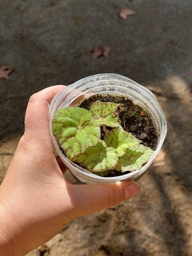 Begonia bowerae tiger - begonia,