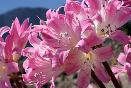 Amaryllis belladonna pink - amaryllis,
