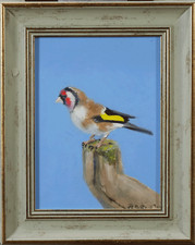 European Goldfinch