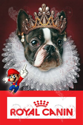 Royal canin - royal,