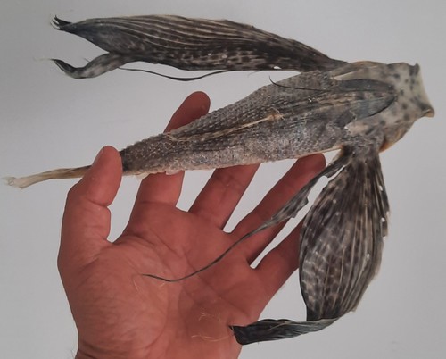 Curiosité taxidermie - curiosité,
