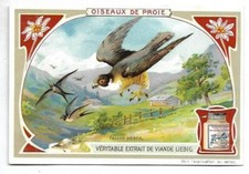 Peregrine Falcon - - Birds of Prey - Chromo Liebig - Trade Card