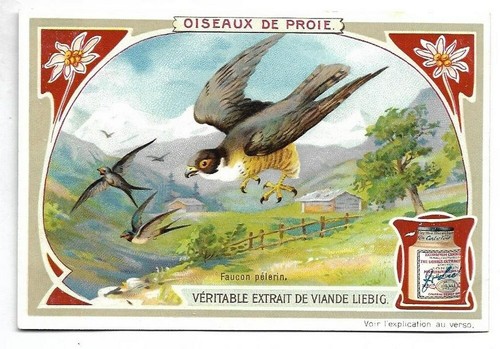 Faucon pèlerin oiseaux - -,