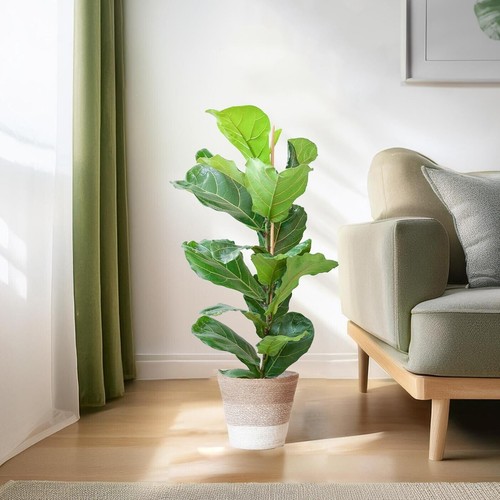 Figue violon ficus lyrata - , avec
